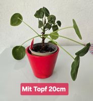 Kleine Glückstaler-Pflanze, Pilea Peperomioides, mit Topf 🍀