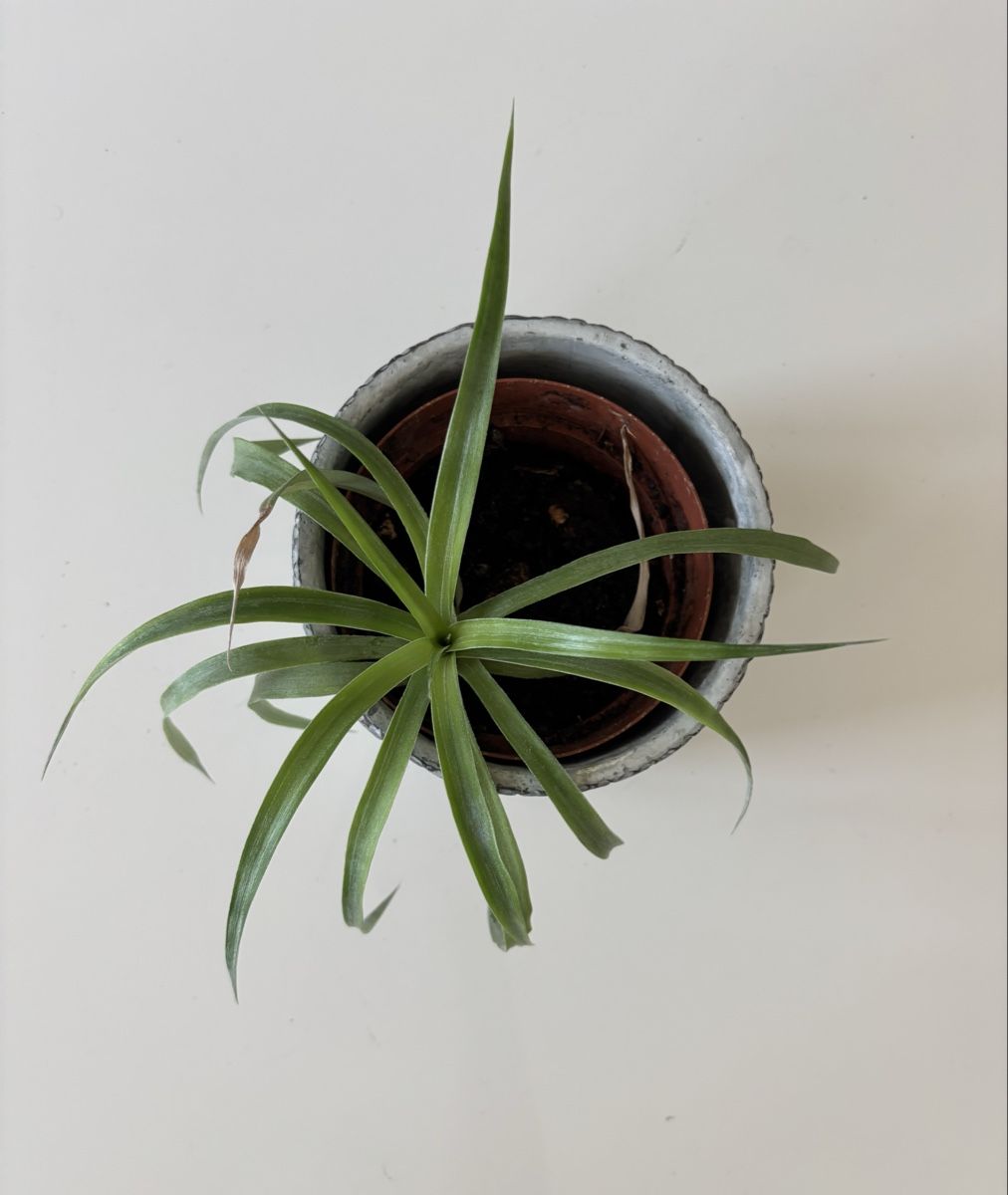 Plantes & graines: Plante d’intérieur  – Neuf (Voir description) à Denens par RomainSecondeMain 2