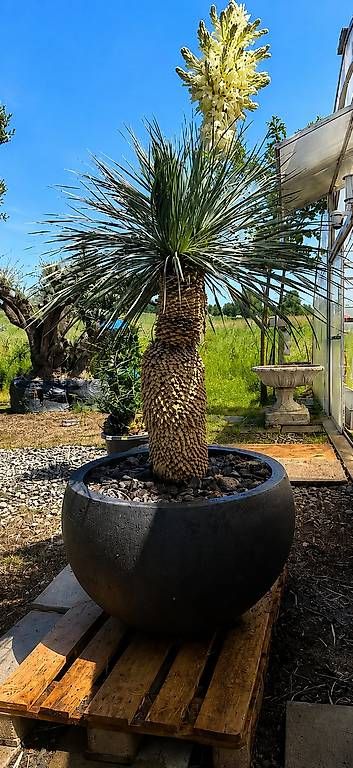 Plantes & graines: Yucca Rostrata Doppelstamm mit Topf – D'occasion à Zuckenriet par Thur_Plant 2