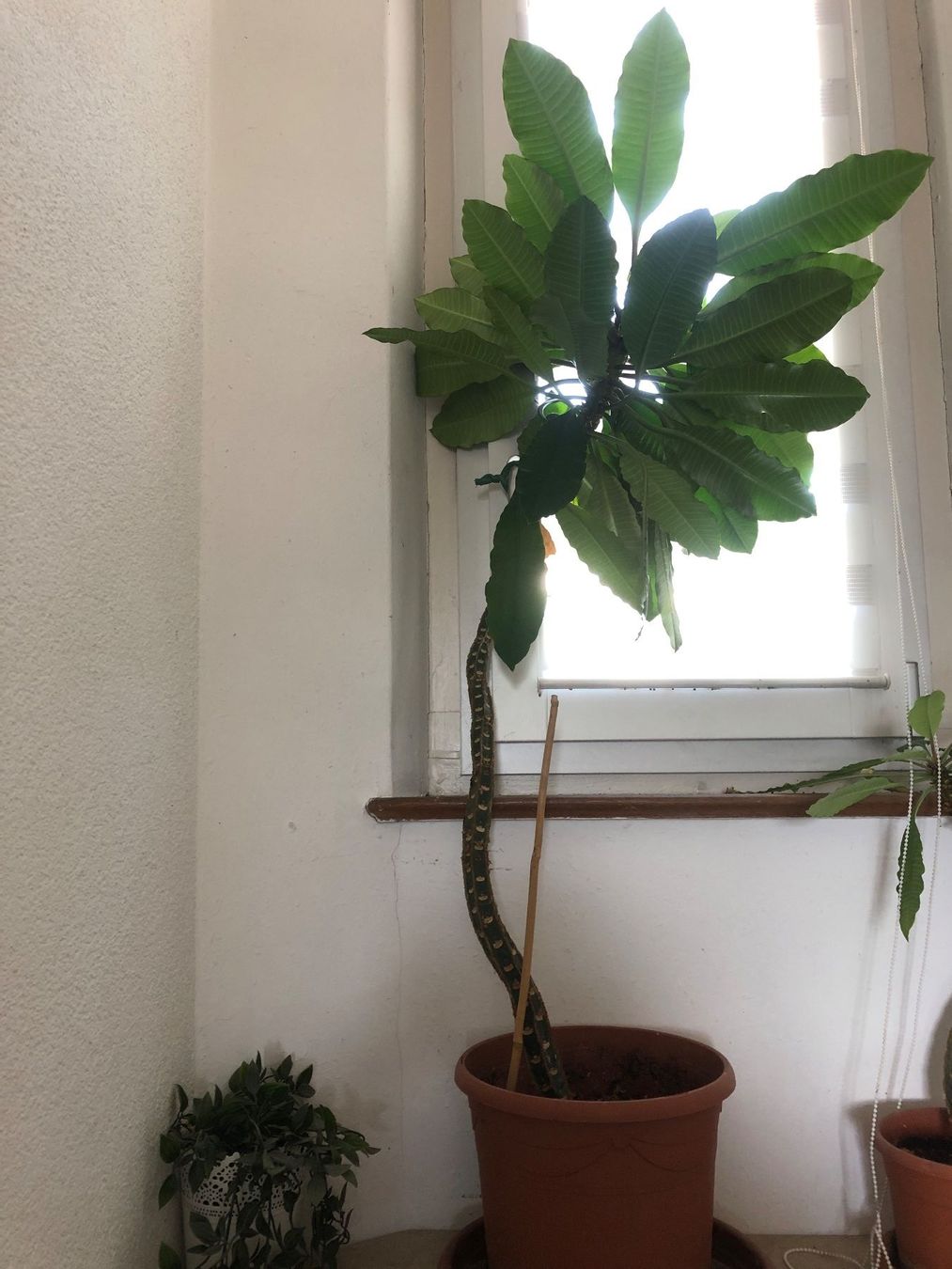 Plantes & graines: Kaktus Palme 100 cm – Neuf (Voir description) à Zürich par peterle01 1