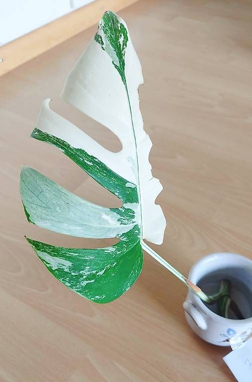 Piante & sementi: Monstera Deliciosa Albo Variegata 3. – Nuovo (secondo la descrizione) da Ebnat-Kappel venduto da Zearara 1