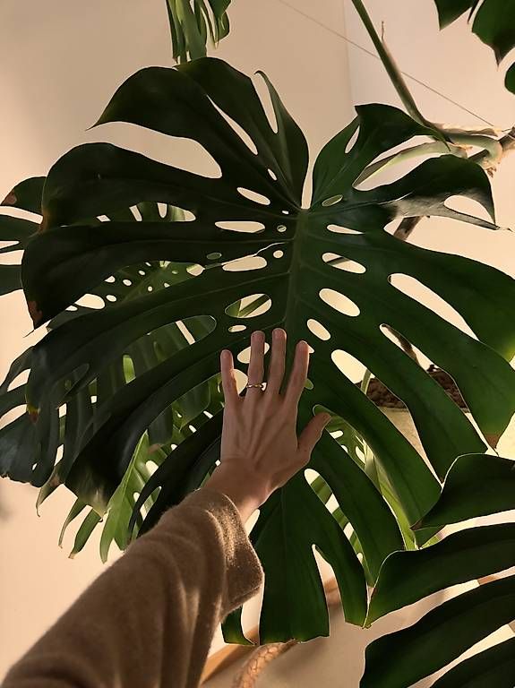 Piante & sementi: Monstera XXL – Usato da Zürich venduto da dudeli83 4
