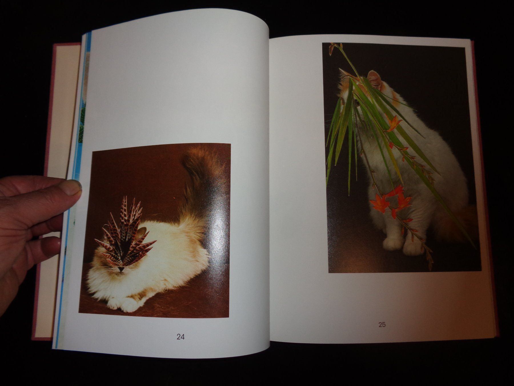 Libri: CATS and Plants Stephen Eichhorn – Usato da Welschenrohr venduto da Regool 4