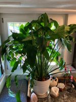 Einblatt, Spathiphyllum, Wunderschöne, grosse Zimmerpflanze