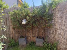 2 Stück Thuja-Bäume inkl. Topf inkl. Metallstütze