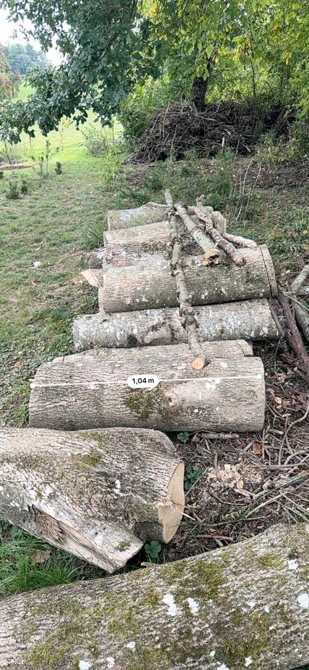 Articoli in legno: Holz Esche - Laubholz – Usato da Villmergen venduto da eschaton5 3