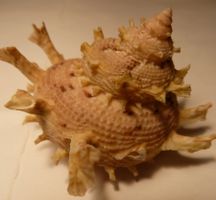 BOLMA GIRGYLLUS, MUSCHEL-6 CM, MIT DORNEN--- SELTEN