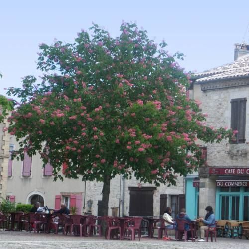 Piante & sementi: Marronnier à fleurs rouges  15-20cm – Nuovo (secondo la descrizione) da Bremblens venduto da FIBONACCI369 1