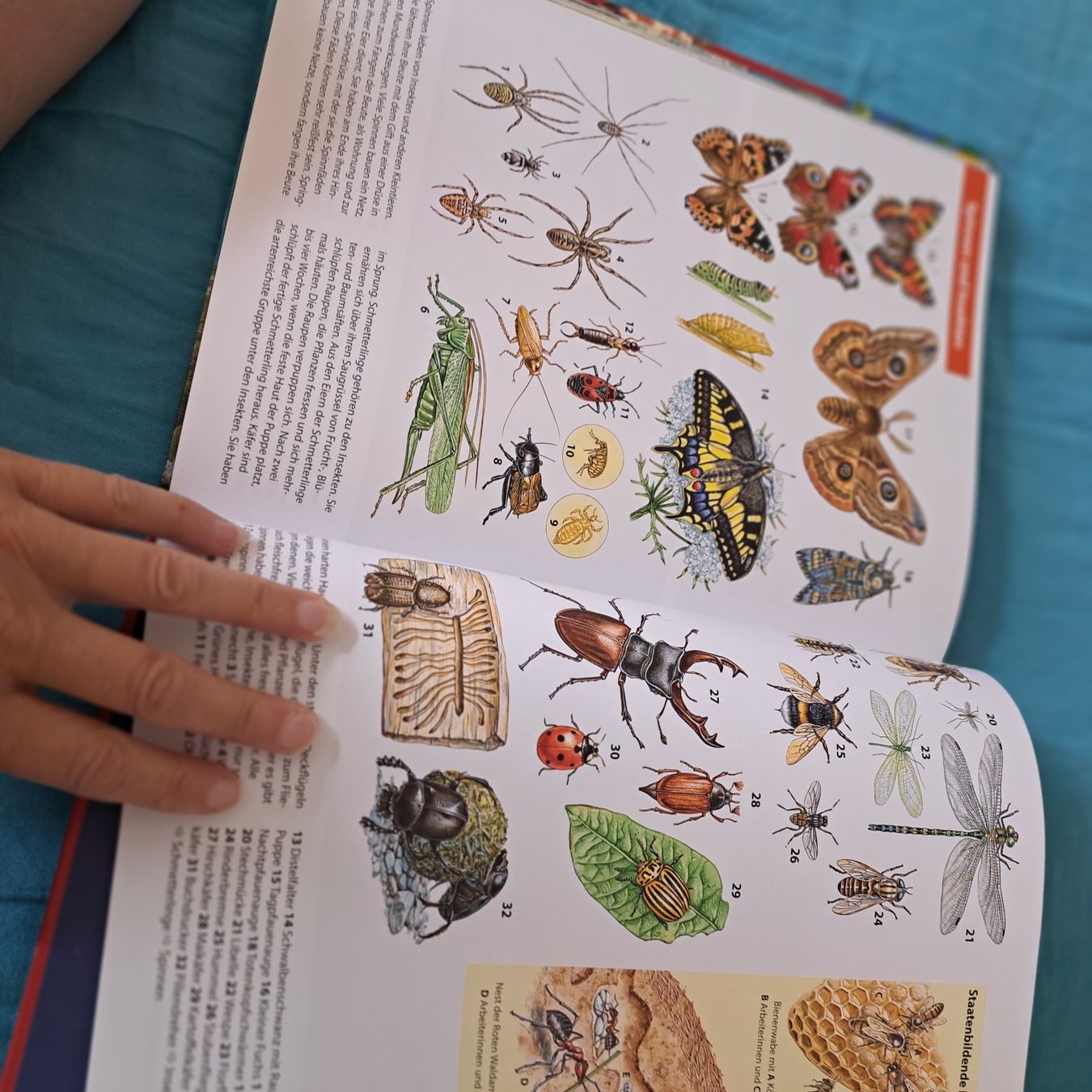 Libri: Das Grosse Herder Bilder Lexikon – Usato da Unterentfelden venduto da Miro-Lou 2
