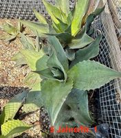 Agave Neomexicana ssp von A Parryi Winterhart 5 J alt ab 1,-