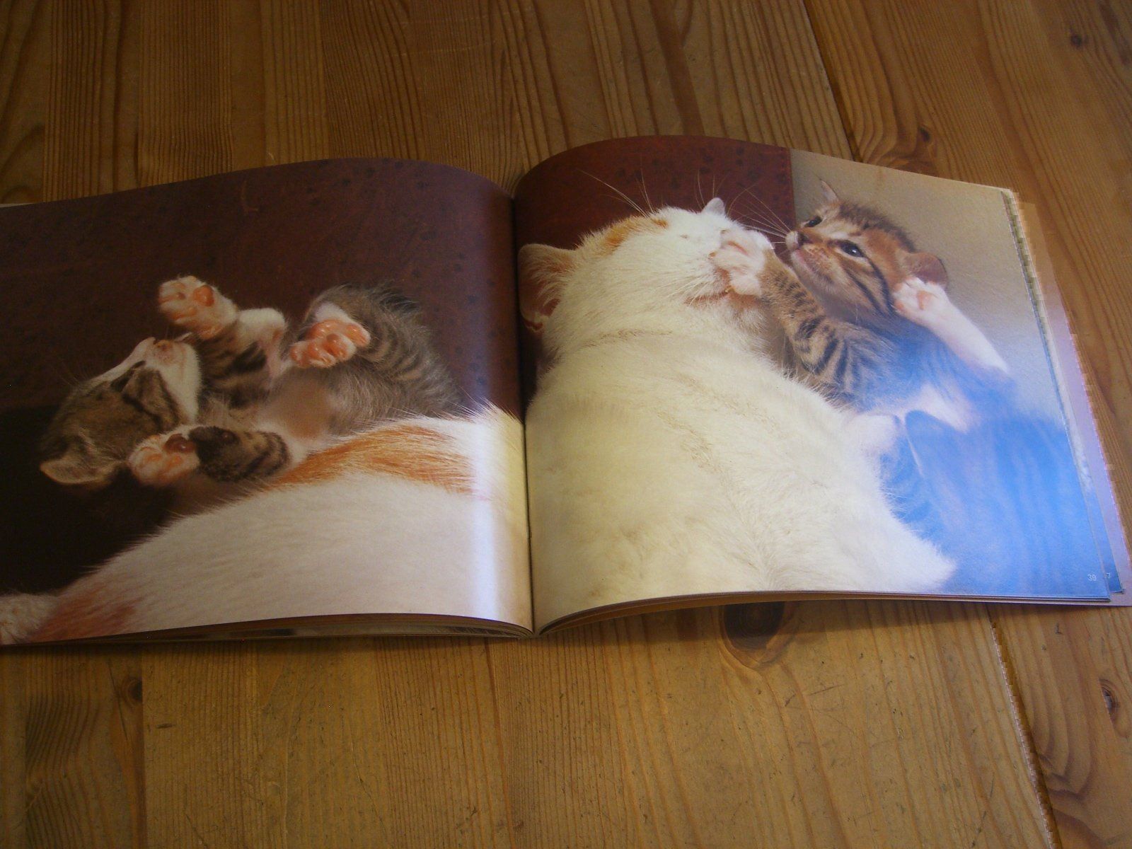 Bücher: Zauberhaftes Katzen-Buch "Katzenspiele" – Neu (gemäss Beschreibung) aus Winterthur von Gaia 5