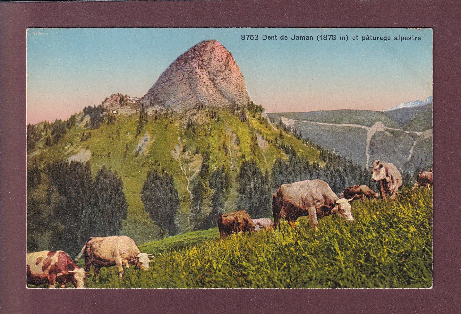 Cartes postales: DENT DE JAMAN - Vaches – D'occasion à Pully par nicecards
