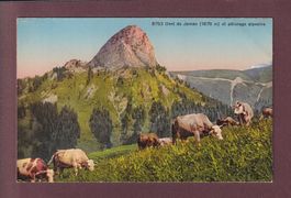 DENT DE JAMAN - Vaches
