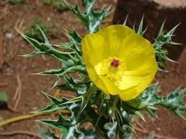Argemone mexicana PAVOT MEXICAIN ! 30g