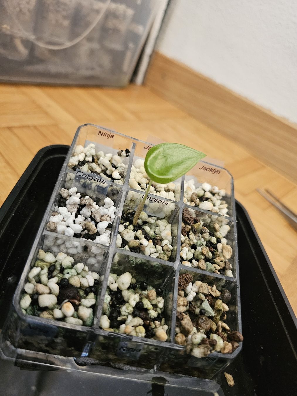 Plantes & graines: Alocasia Corazon – Neuf (Voir description) à Utzenstorf par Dac_mk 2