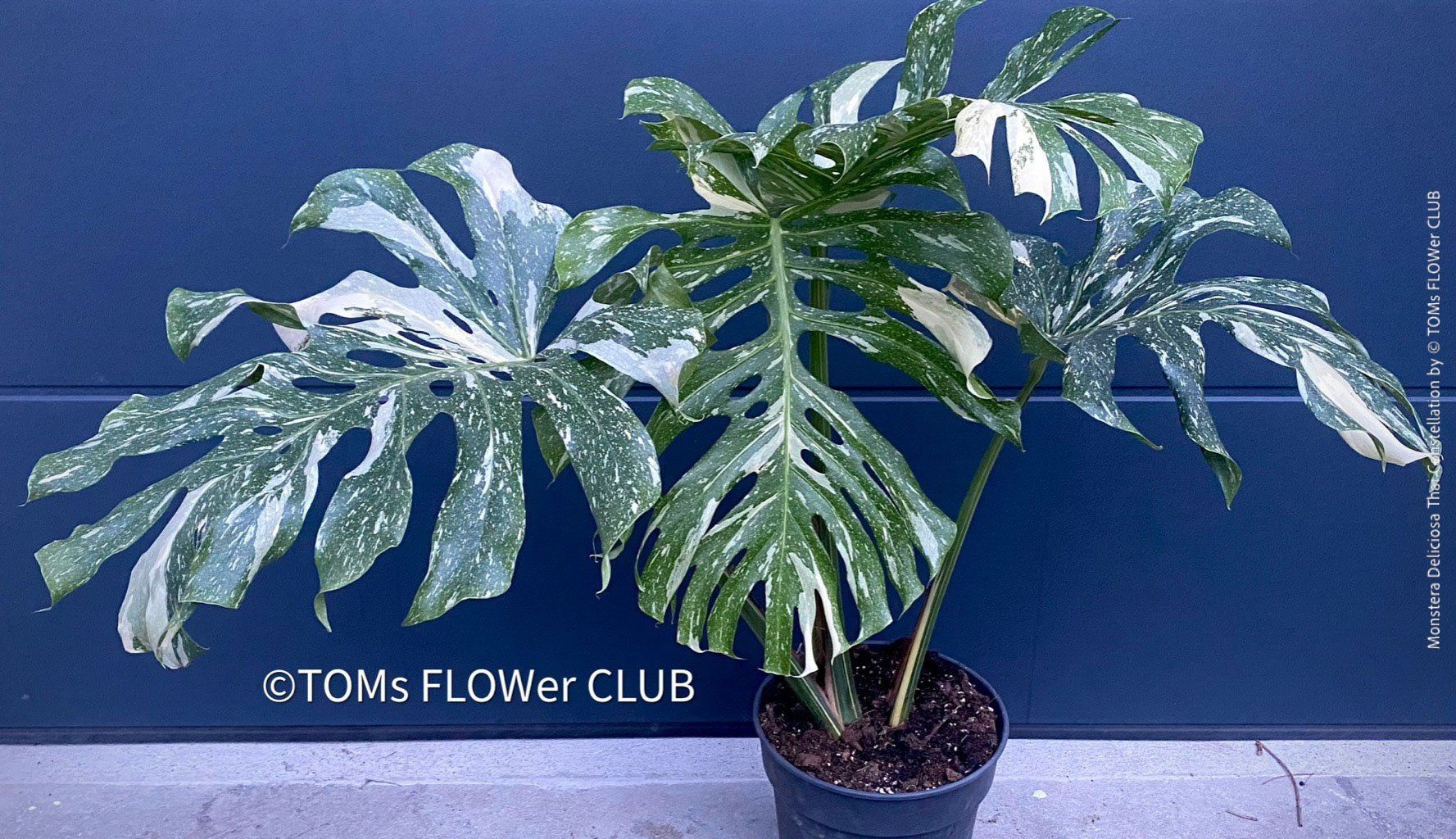 Piante & sementi: Monstera Deliciosa Thai Constellation - grossblättrig – Nuovo e nell'imballaggio originale da Adliswil venduto da astom369