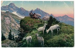 Ziegenhirte mit Ziegenherde auf der Alp, um 1920