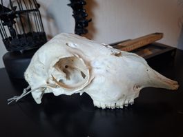 Schafsschädel tierschädel präparat ausgestopft