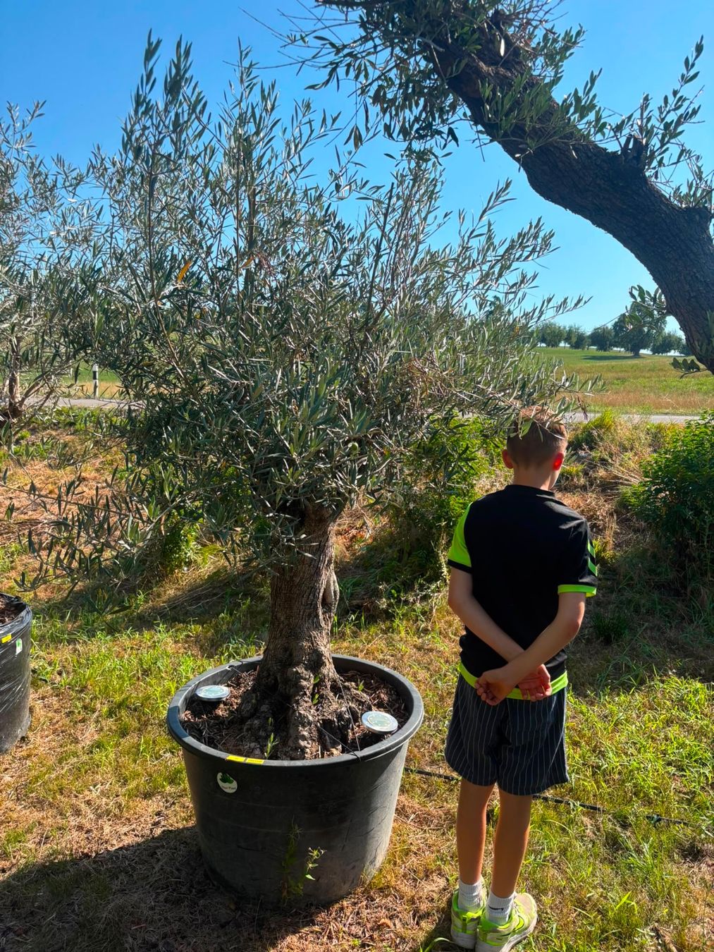Plantes & graines: Olivenbaum winterhart mit neuem Topf 80cm – Neuf (Voir description) à Zürich par AlindaH 3