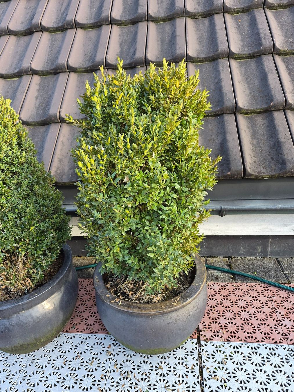 Piante & sementi: 8) WINTERHART - Buchsbaum für Garten, Balkon oder Terrasse – Usato da Thalheim an der Thur venduto da LycaenaDispar