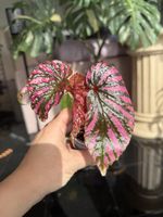 Begonia Brevirimosa 