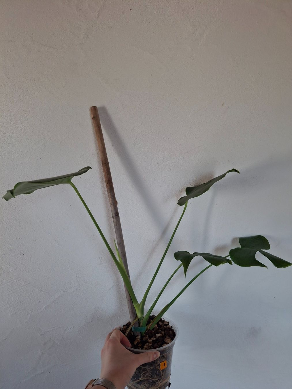 Piante & sementi: Monstera deliciosa/Fensterblatt – Nuovo (secondo la descrizione) da Wila venduto da mal_e_na