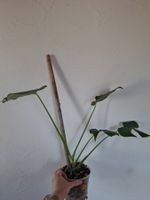 Monstera deliciosa/Fensterblatt