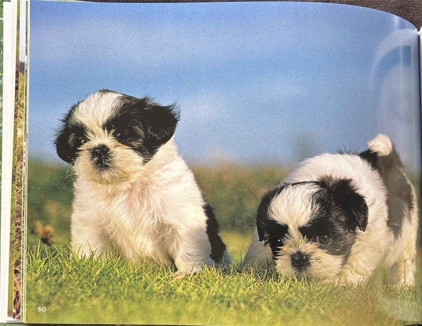 Libri: Verspielte Hundekinder – Nuovo e nell'imballaggio originale da Sarnen venduto da Livres 6