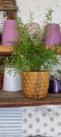 Asparagus Setaceus im Topf, Garten Deco 🪴 ...