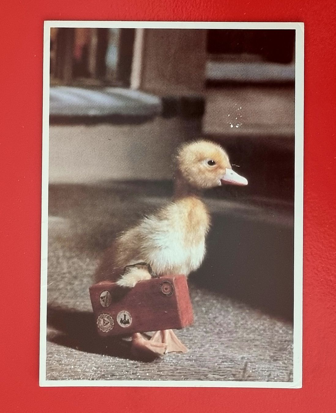 Cartoline postali: Ente mit Koffer - 1990 – Usato da Rothrist venduto da RROENK