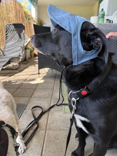 Copricapi, berretti & cappellini: Pet Baseball Cap für grosse Hunde – Nuovo e nell'imballaggio originale da Wohlen AG venduto da Schobe2004 3