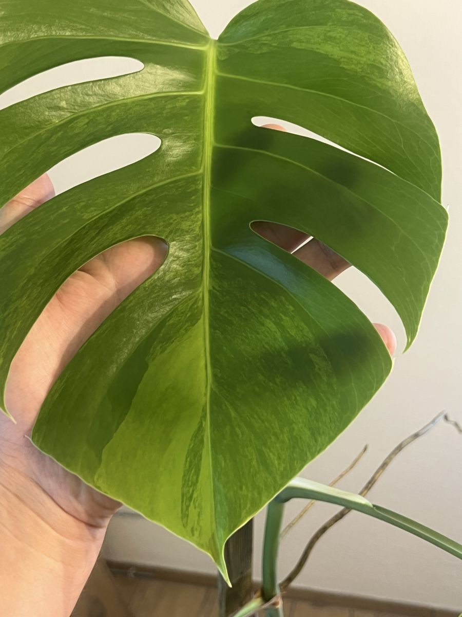 Piante & sementi: Farbige Monstera Variegata aurea – Usato da Oftringen venduto da Ramsesundosiris 2