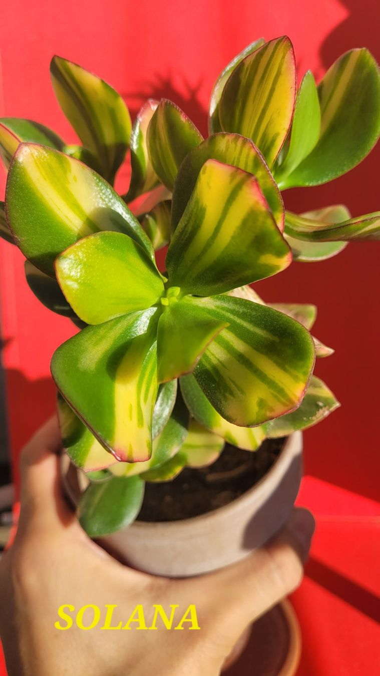 Pflanzen & Samen: 'SOLANA' Crassula ovata Steckling – Neu (gemäss Beschreibung) aus Zürich von The_Plant_Wizard