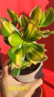 'SOLANA' Crassula ovata Steckling