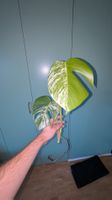 Monstera deliciosa variegata kopfsteckling ab 10.-!