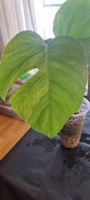 Monstera variegata aurea