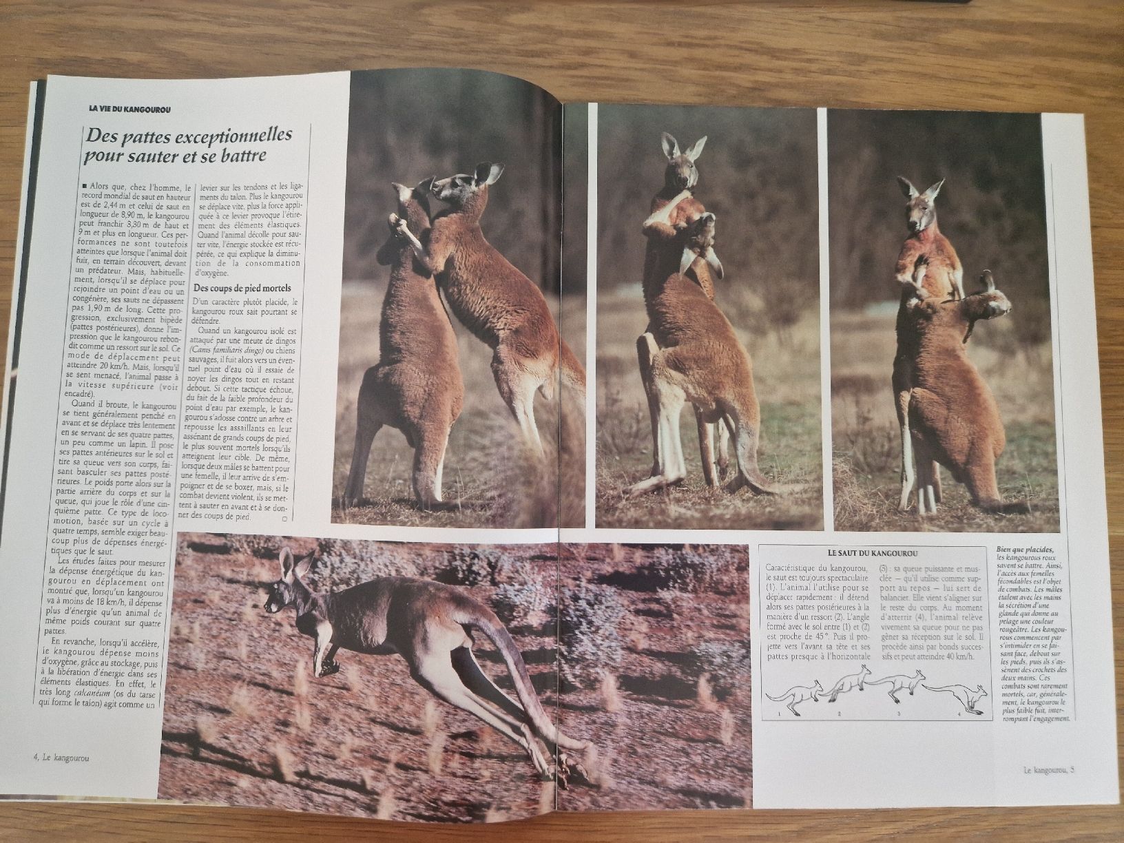 Riviste & Magazine: Vie sauvage - le kangourou – Nuovo (secondo la descrizione) da Villars-sur-Glâne venduto da Agnie80 1