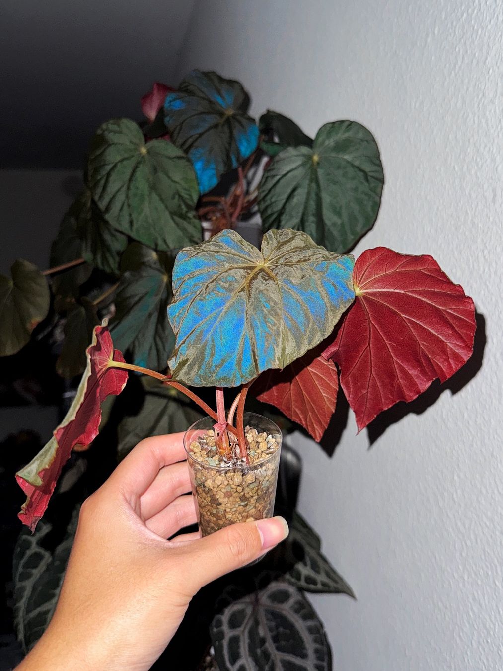 Piante & sementi: Begonia Pavonina #1 – Nuovo (secondo la descrizione) da Bern venduto da plantlover_bern 2