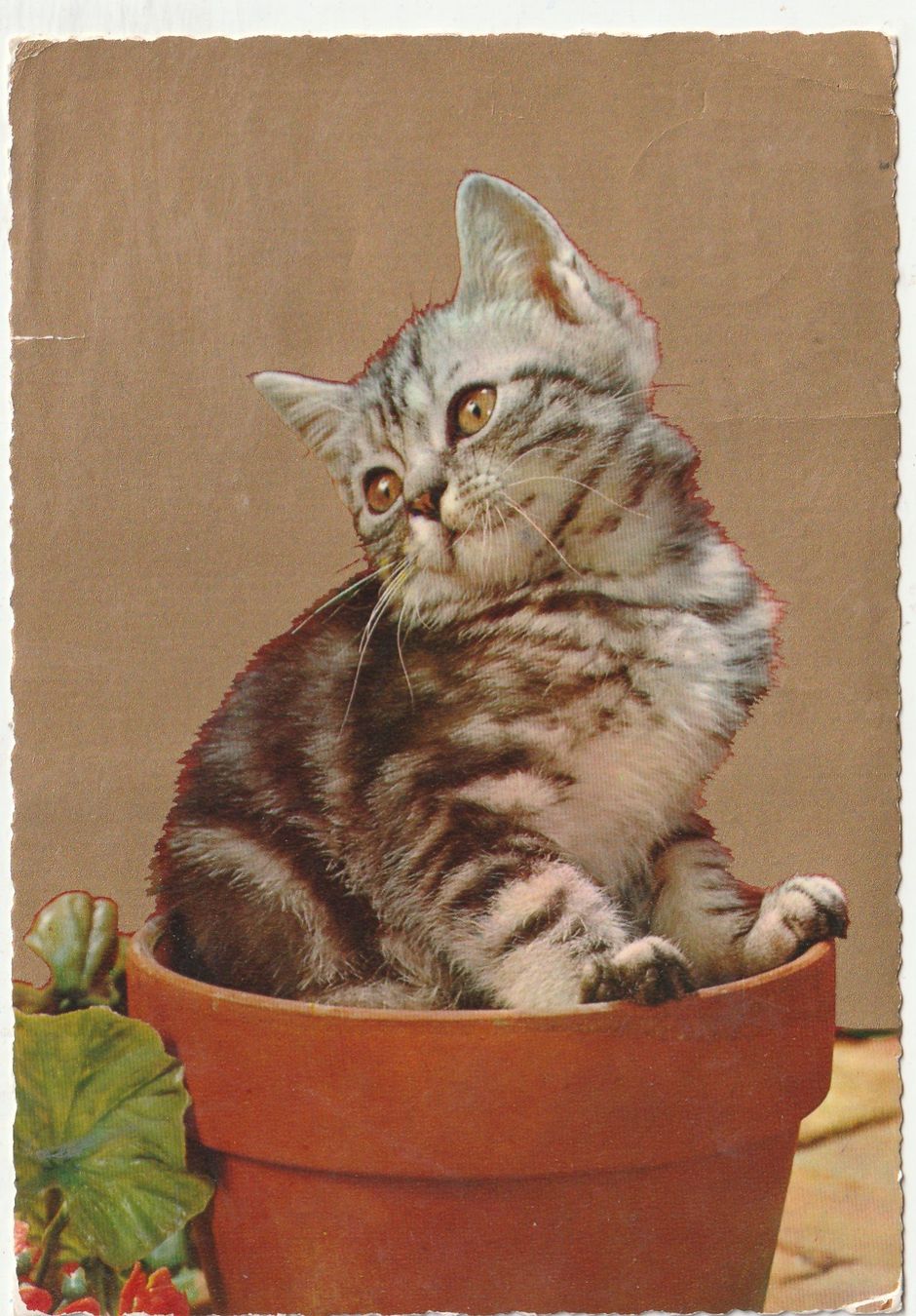 Cartes postales: Katzenkarte – D'occasion à Lumbrein par made02