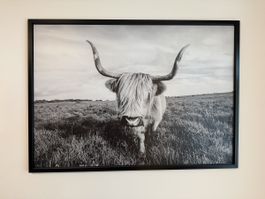 Wandbild Hochlandrind schwarzweiss mit schwarzem Rahmen