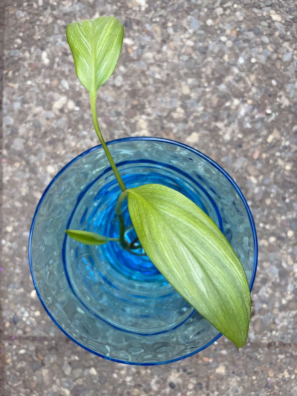 Pflanzen & Samen: Epipremnum amplissimum Silver Leaf gut bewurzelter Steckling – Neu (gemäss Beschreibung) aus Winterthur von Aniger 2