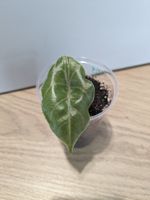 Alocasia azlanii Babyplant - Rare