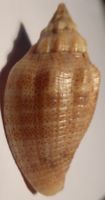 VOLUTA VIRESCENS, MUSCHEL, BESTE MUSTERUNG; SELTEN, 49,5 MM