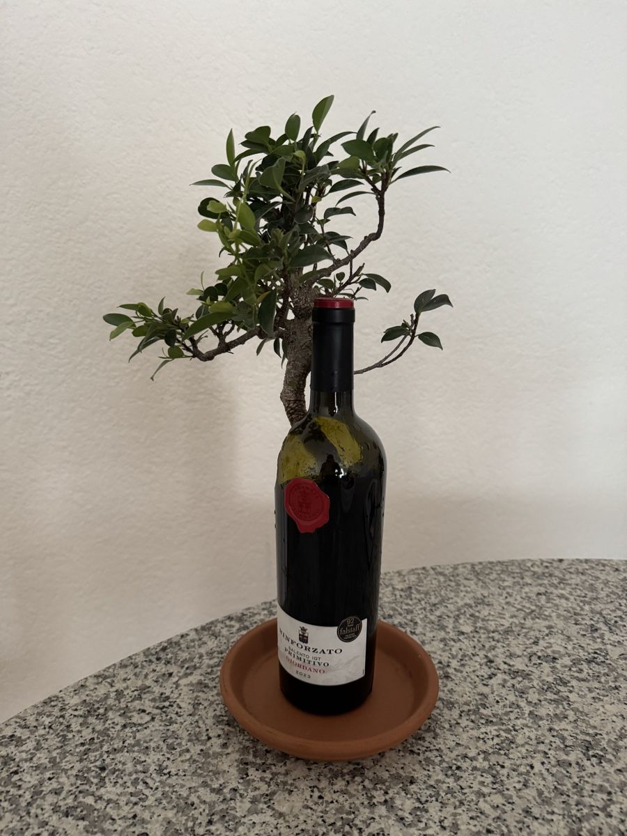Piante & sementi: Ficus Bonsai in Weinflasche mit Untersetzer – Usato da Rümlang venduto da Gruseh.ch 3
