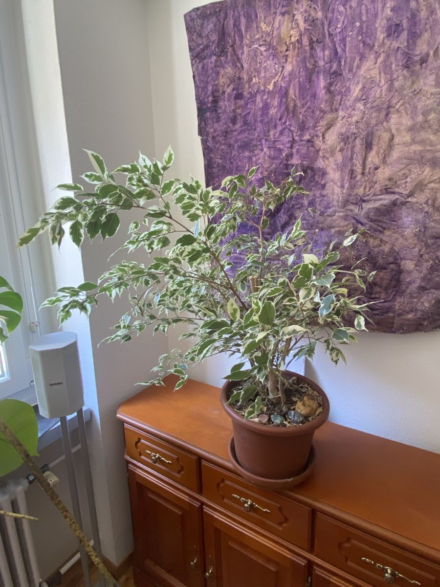Piante & sementi: Ficus Benjamina  – Usato da Zürich venduto da LOURA_PLATES 1