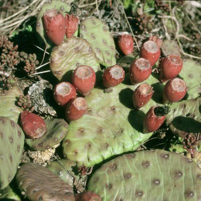 Piante & sementi: Opuntia humifusa – Nuovo (secondo la descrizione) da Augst BL venduto da Betsileo 1