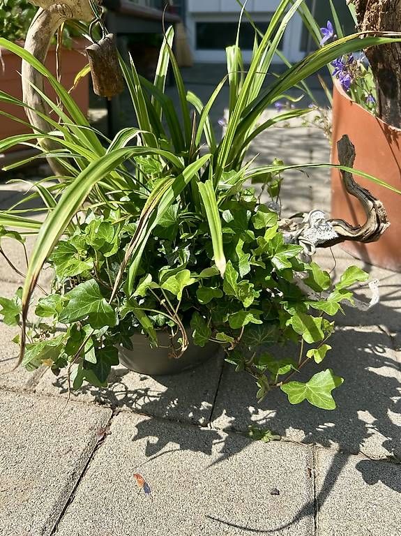 Toutes les décorations: Schattenpflanzen in der Schale  – D'occasion à Frauenfeld par Irene.Schuppli 2