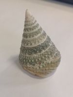 Tectus Triserialis Muschel TROCHOIDEA TEGULIDAE Shell 5,6cm