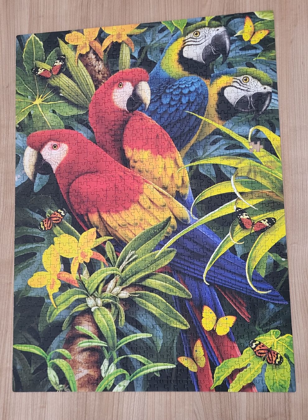 Clementoni Puzzle: Puzzle Papagei 1000 Teile - 1Teil fehlt – Usato da Rüti ZH venduto da clady01 1