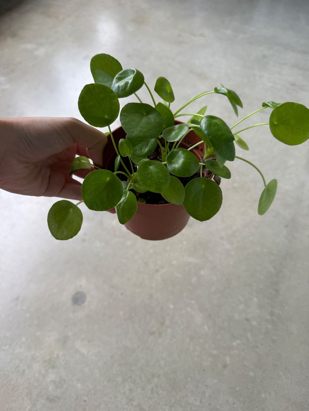 Piante & sementi: Pilea Pflanze – Usato da Bern venduto da Wil.Wayne
